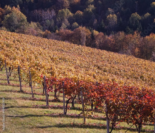 Herbstlicher Weingarten