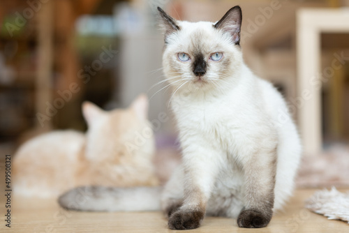 Cat with head tilted indoors. Cat is looking at camera. Portrait of a cat with yellow eyes. © Wongsakorn