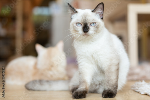 Cat with head tilted indoors. Cat is looking at camera. Portrait of a cat with yellow eyes.