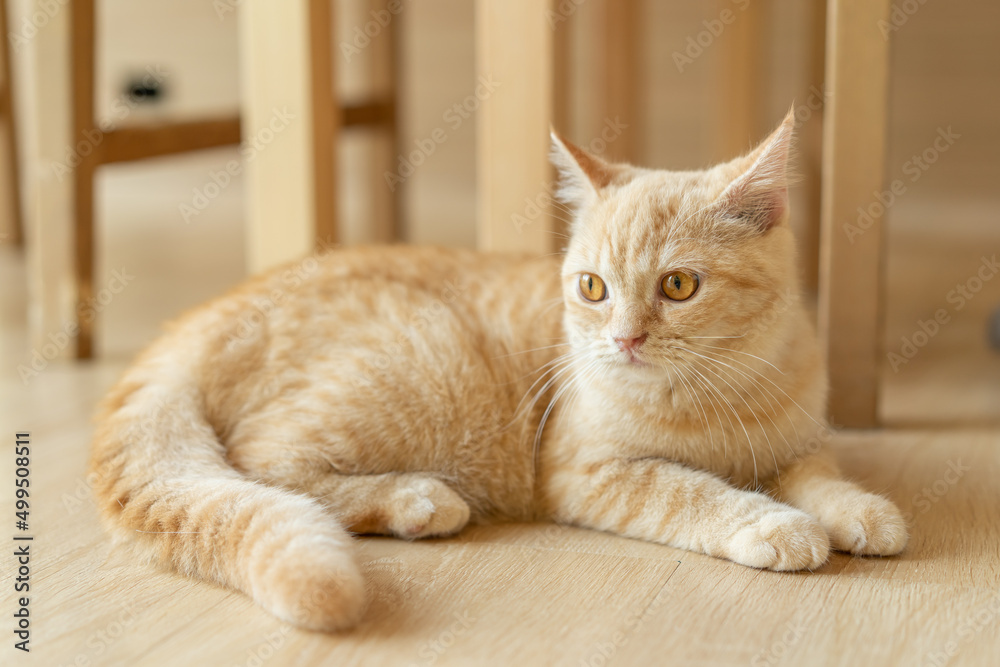 cute cat looking around, concept of pets, domestic animals. Close-up portrait of cat sitting down looking around cute cat looking around, concept of pets, domestic animals. Close-up portrait of cat sitting down looking around