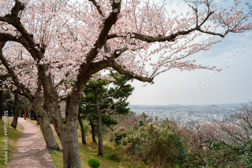 Sarabong Park cherry blossoms forest road  Jeju olle trail route 18 in Jeju island  Korea