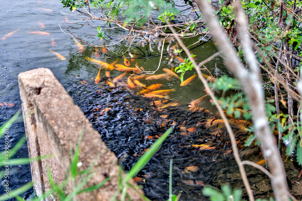Canals and ponds that harvest shrimp on Oahu Canals and ponds that harvest shrimp on Oahu