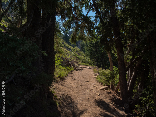 pathway in the woods