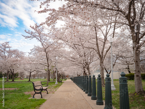 Cherry blossom walkway