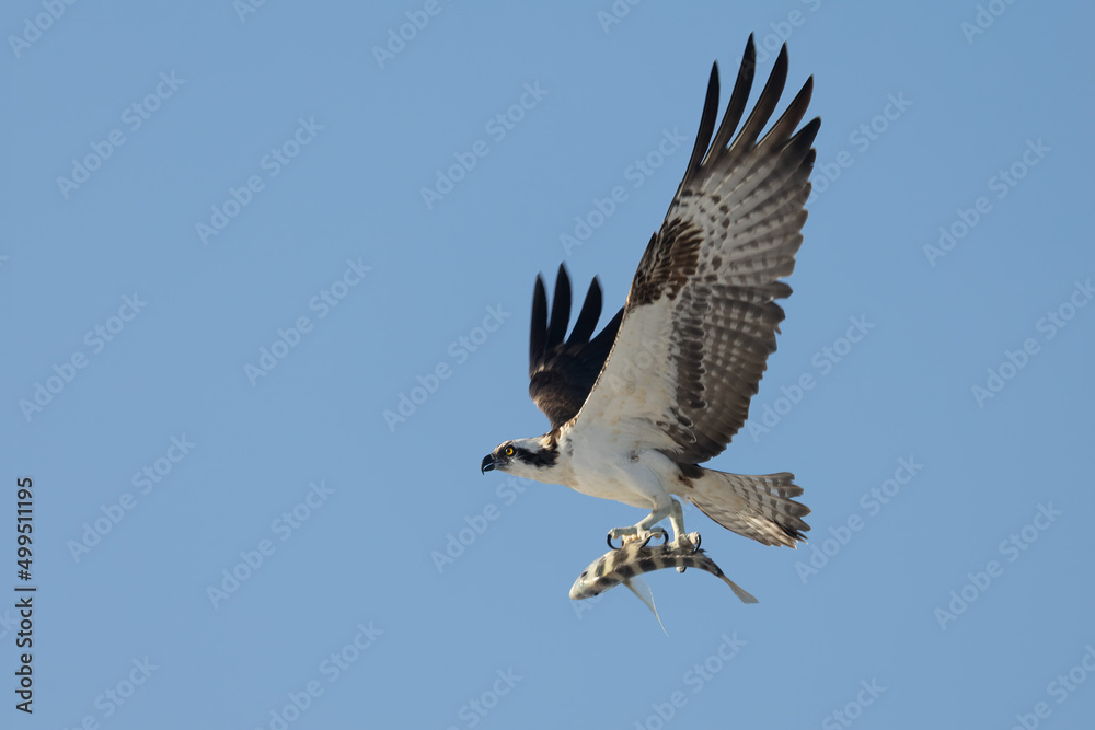 Osprey with fish flying taken in SW Florida Osprey with fish flying taken in SW Florida