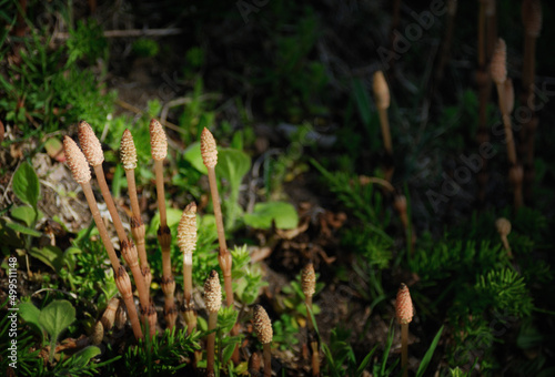 horsetails in spring