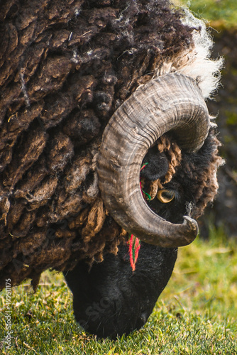 head of a sheep