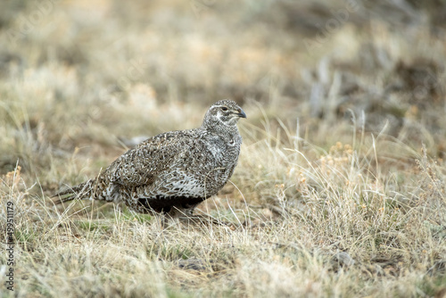 Sage Grouse female taken in Northern Colorado