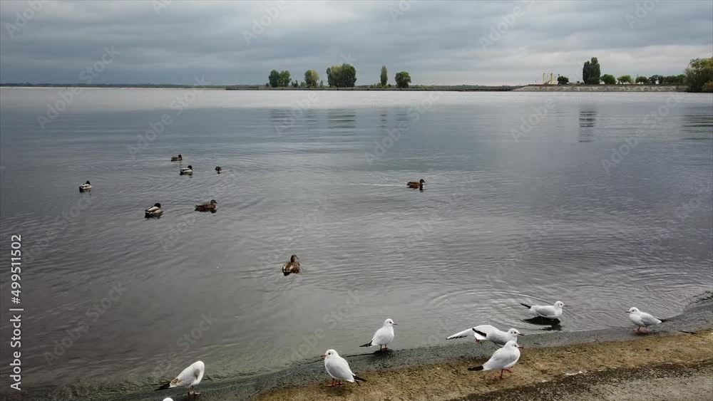 a flock of seagulls flies over the river bank. the copter shoots birds flying over the sea from above, flies with seagulls a flock of seagulls flies over the river bank. the copter shoots birds flying over the sea from above, flies with seagulls