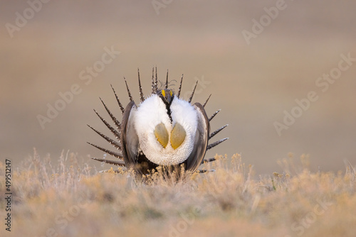 Valokuva Sage Grouse adult male taken in eastern Wyoming
