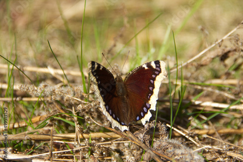 Nymphalis antiopa butterfly, mourning cloak or Camberwell beauty, a species of nymphalid butterfly sitting on a ground with young grass. 
