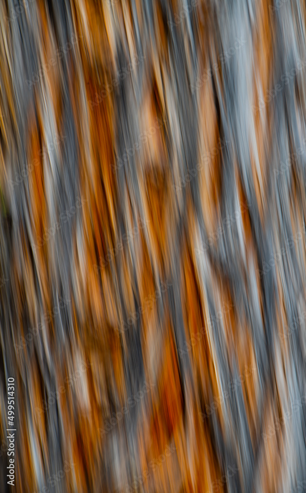 abstract motion blur of close up of tree with splitting bark special movement effect crested by