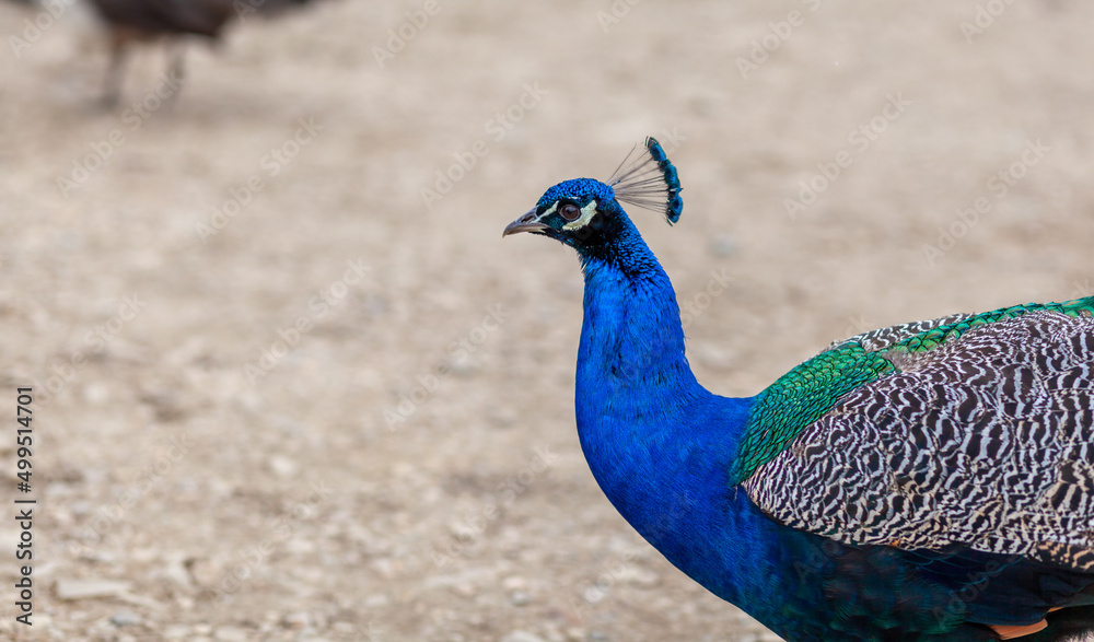 Fototapeta premium A beautiful peacock with bright feathers walks next to tourists and asks for foo