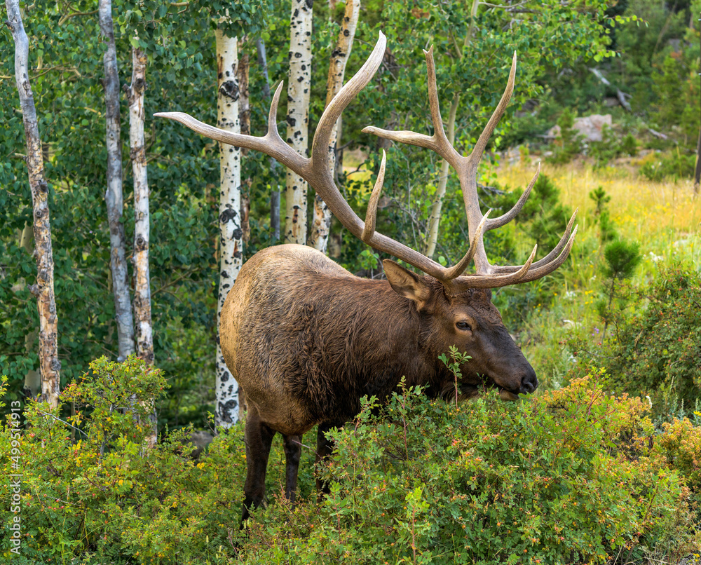 Big Bull Elk - A strong mature bull elk, with its massive antlers, grazing on lush shrubs in a dense aspen grove on a summer evening. Rocky Mountain National Park, Colorado, USA.