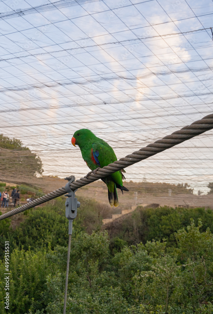 Obraz premium Vertical view of bright green eclectus parrot looking in profile perched on a rope.