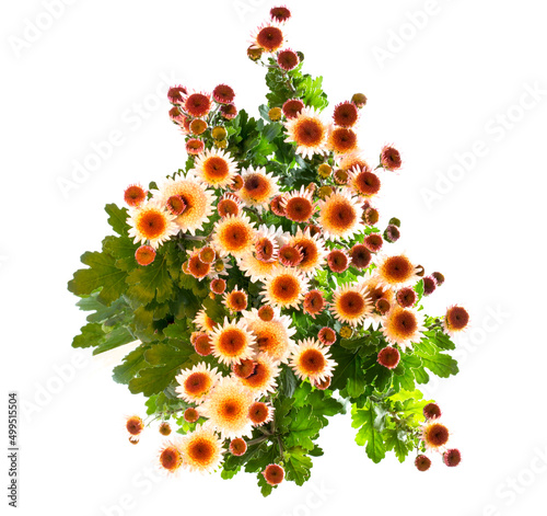 Bouquet of beautiful natural flowers on a white background