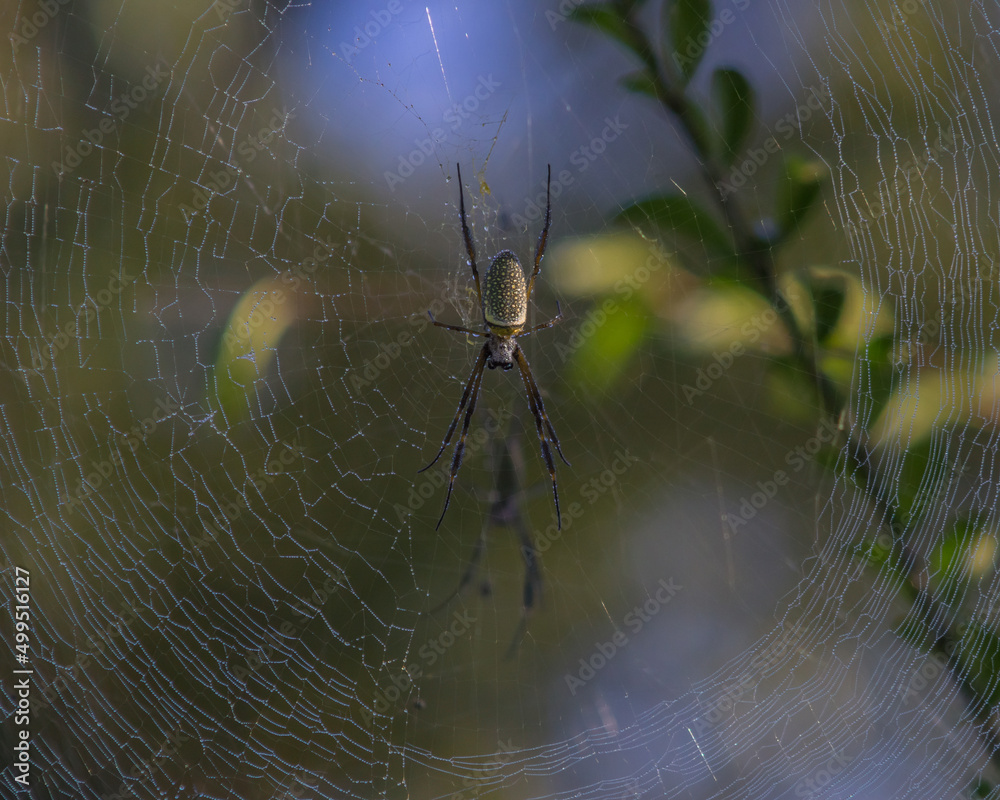 Fototapeta Large weaver spider, Nephila clavipes