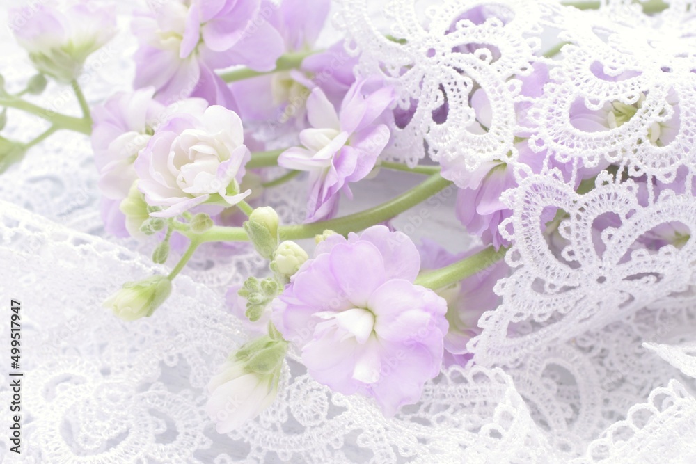 Fototapeta ロマンチックな紫のストックの花