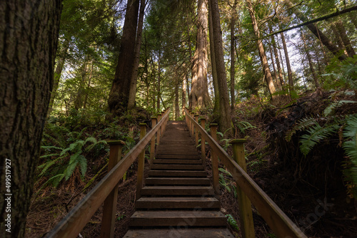 Hiking trail staircase through lush forest in the Pacific Northwest, Washington State