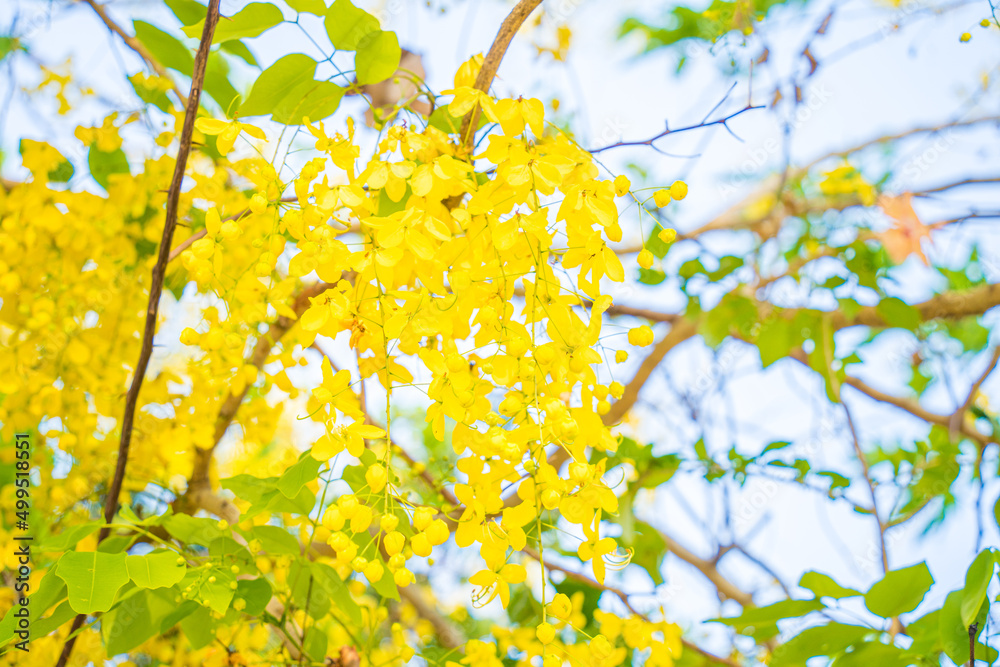 Beautiful of cassia tree, golden shower tree. Yellow Cassia fistula flowers on a tree in spring