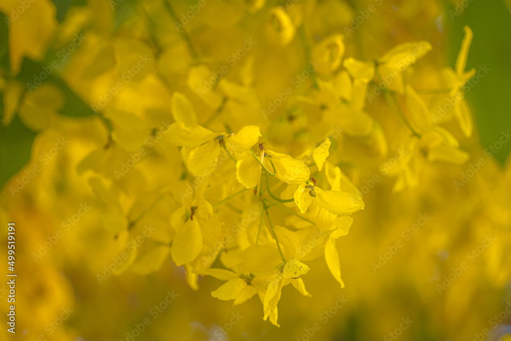 Beautiful of cassia tree, golden shower tree. Yellow Cassia fistula