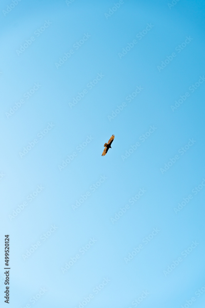 Vertical view from below of a bird flying down with wings spread wide with blue sky. Vertical view from below of a bird flying down with wings spread wide with blue sky.