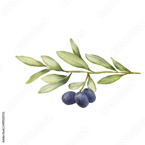 Olive branch watercolor drawing. Hand drawn illustration with olive leaves isolated on white background. Food of mediterranean cuisine