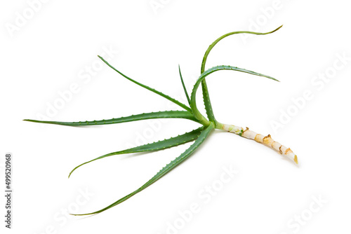 Aloe on a white background