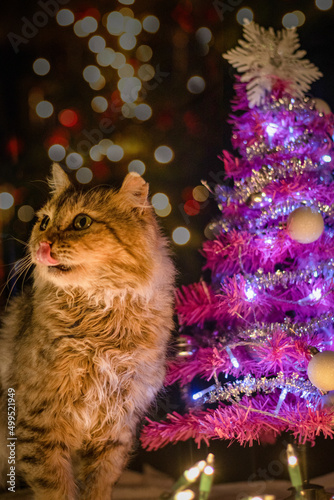 Sesion de navidad con gato gris photo
