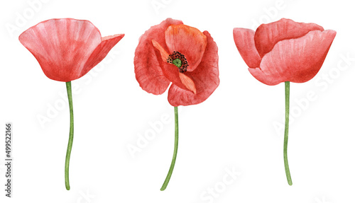 Poppy flowers hand drawn watercolor botanical set. Flower clipart collection. Red flower illustration