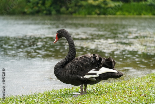 black swan on the river    Cygnus atratus            