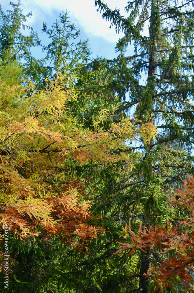 Fototapeta premium Autumn color at Mount Wilson in the Blue Mountains of Australia