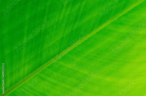 Selective focus of green leave with its veins for background and texture.