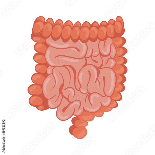 intestine human organs