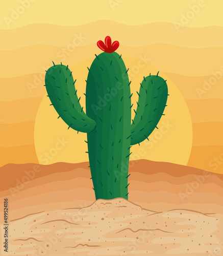 cactu in desert