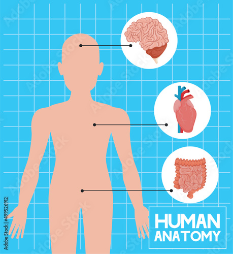 human organs and body