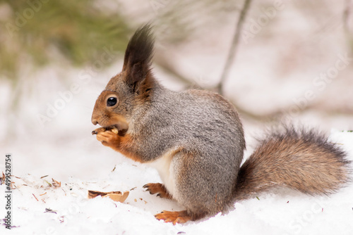 Forest fluffy squirrel with tassel ears sits on the snow eating nuts.