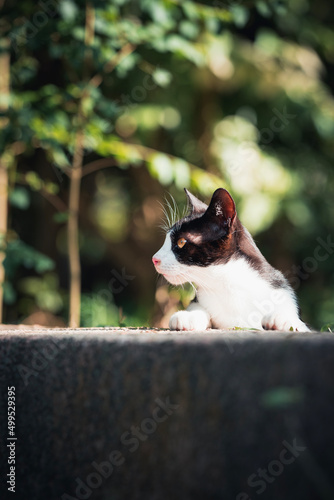Hong Kong Cat © WaiMan