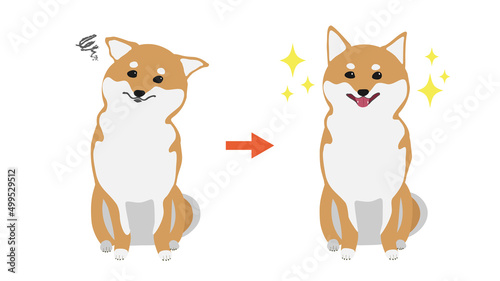 柴犬のビフォーアフター