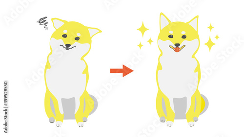 柴犬のビフォーアフター　イエロー