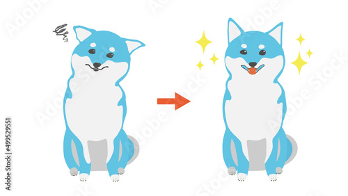 柴犬のビフォーアフター　ブルー