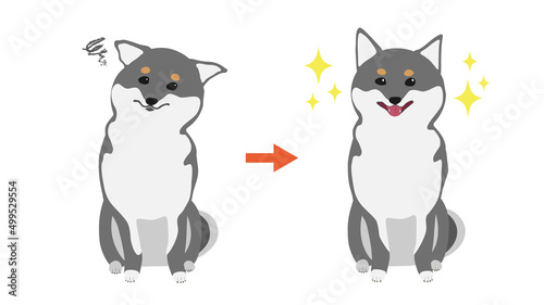 黒柴のビフォーアフター