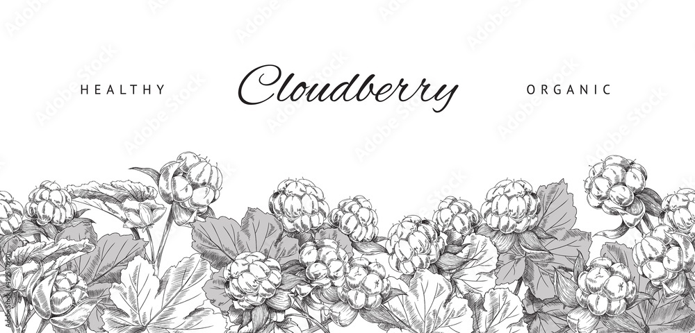 Cloudberry healthy and organic plant banner, sketch vector illustration on white background.