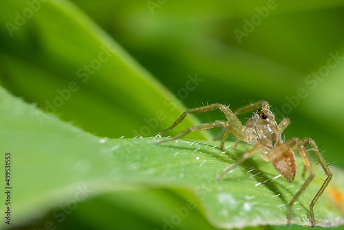 a small transparent spider on the top of a green leaf