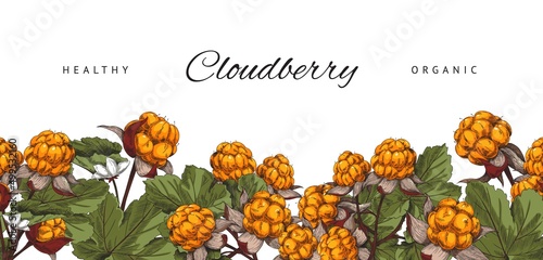 Organic cloudberry banner with hand drawn food elements, sketch vector illustration on white background.