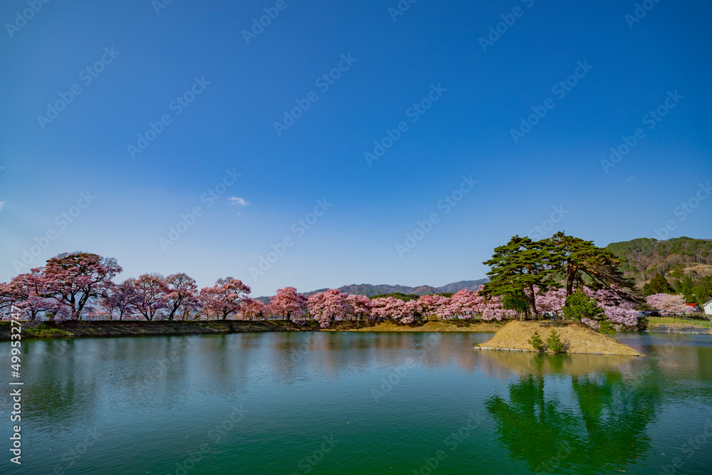 長野県伊那市　春の六道堤の桜