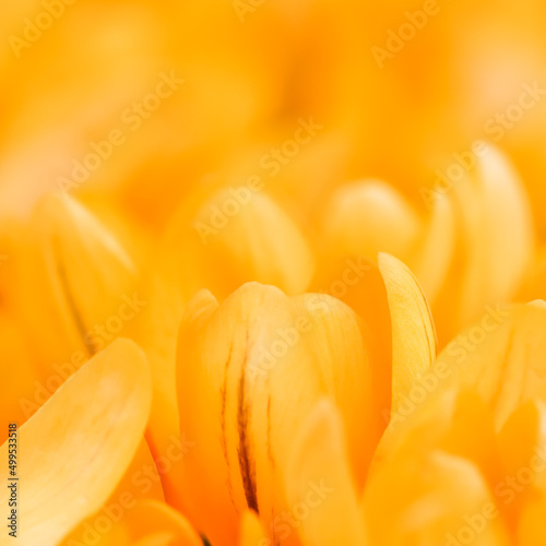 Yellow crocus flowers. Macro floral background for holiday design