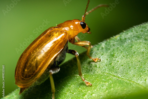 an orange bug on the edge leaf © Said