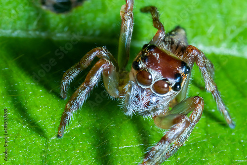 A red spider on a green leaf