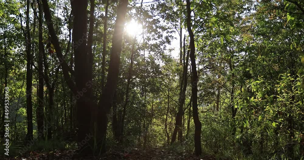 Sunrise in spring forest mountain